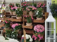 Blumen Eichenberger Oberrieden