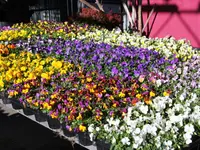 Blumen Eichenberger Oberrieden